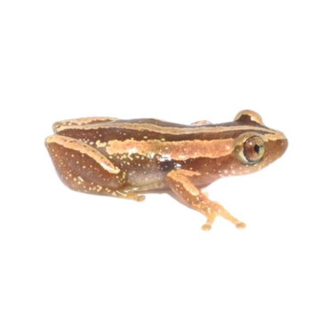 Reed Frog